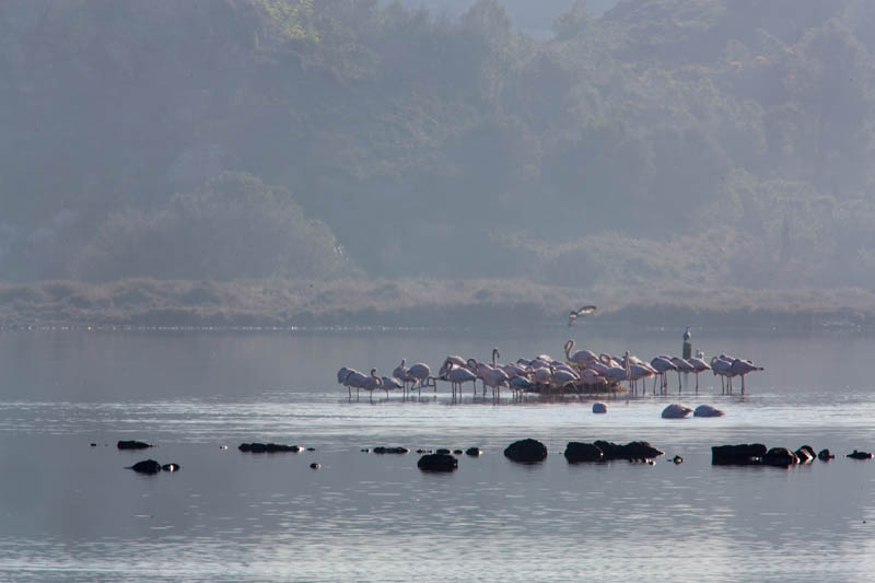 Greater Flamingos