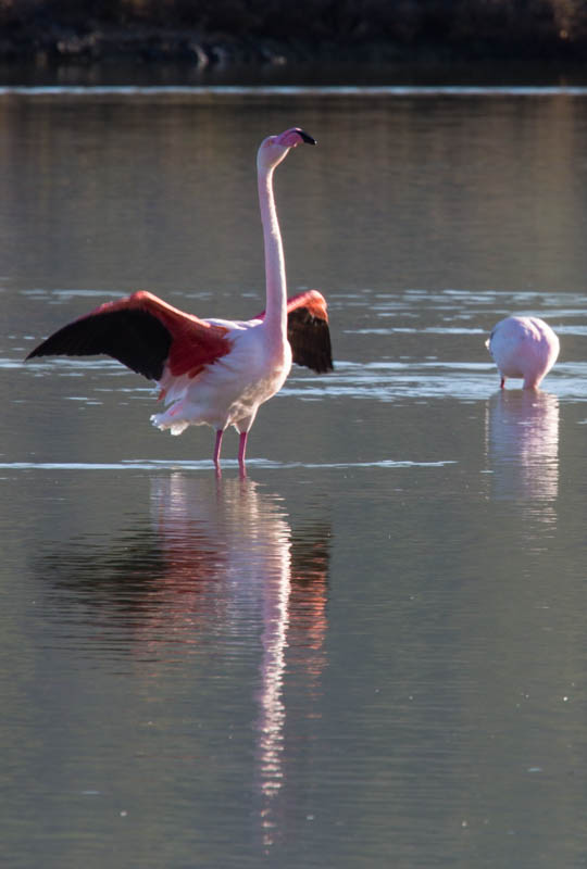 Greater Flamingo