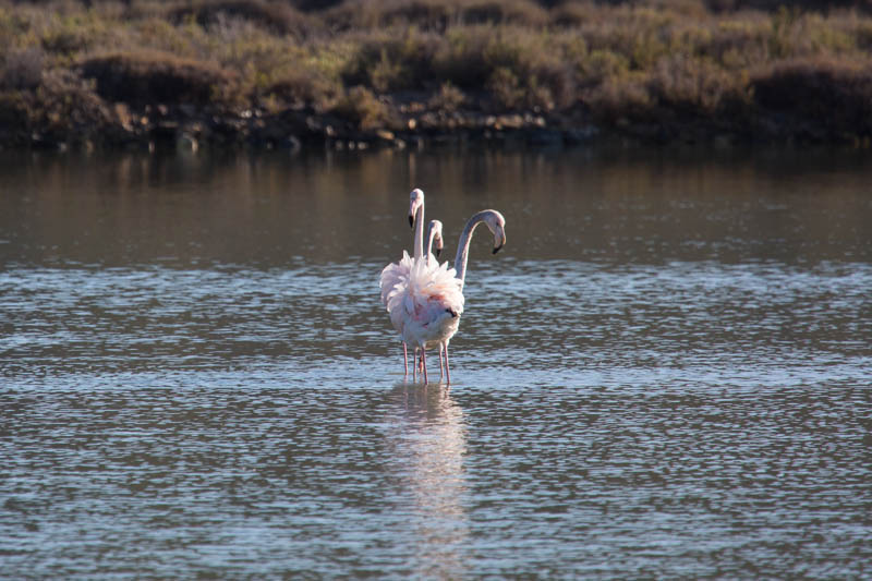 Greater Flamingos