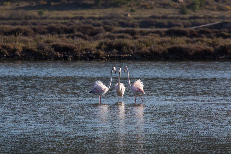 Greater Flamingos