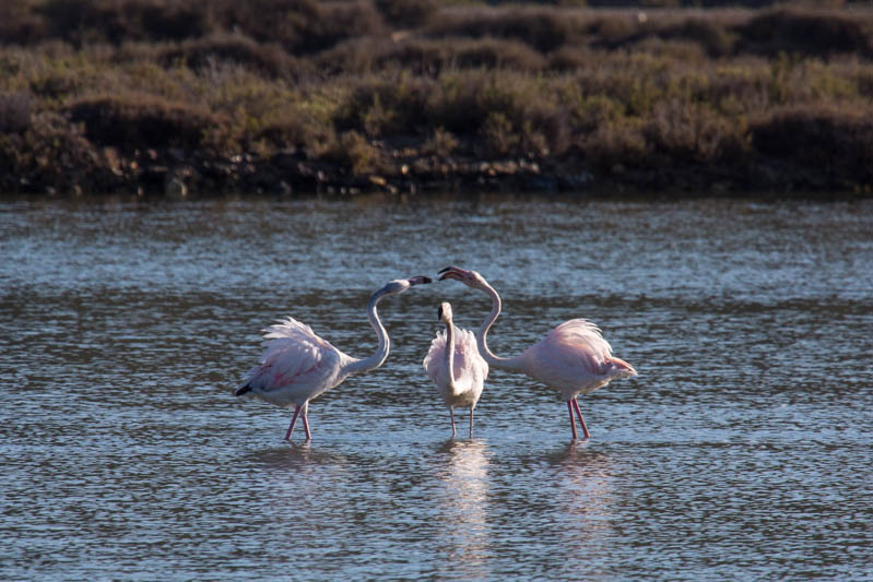Greater Flamingos Fighting