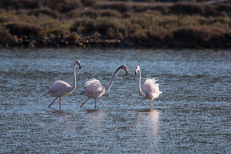 Greater Flamingos