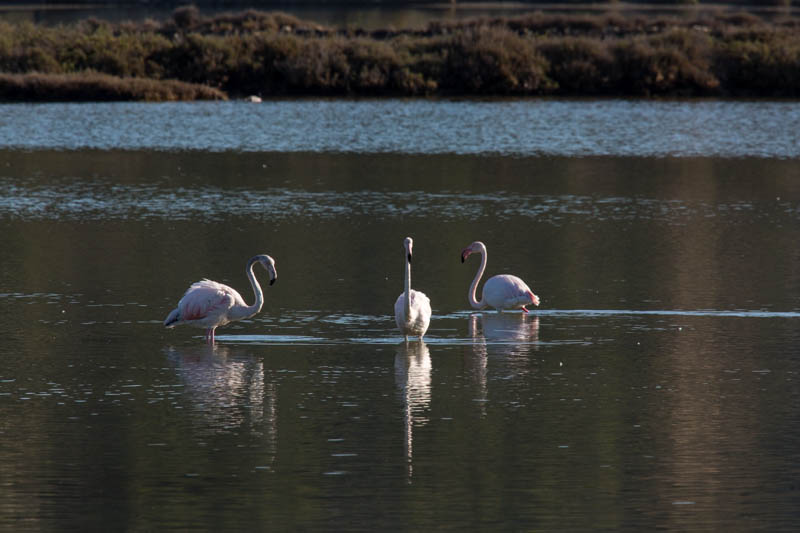 Greater Flamingos