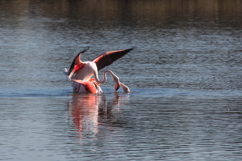 Greater Flamingos Mating