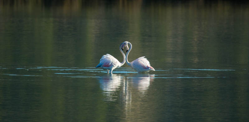 Greater Flamingos