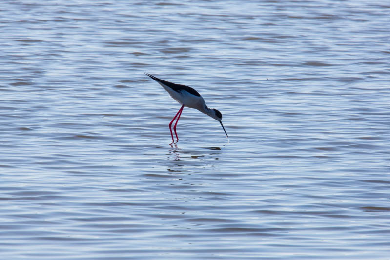 Black-Winged Stilt Feeding