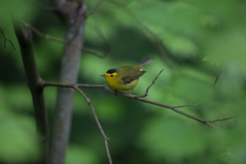 Wilsons Warbler