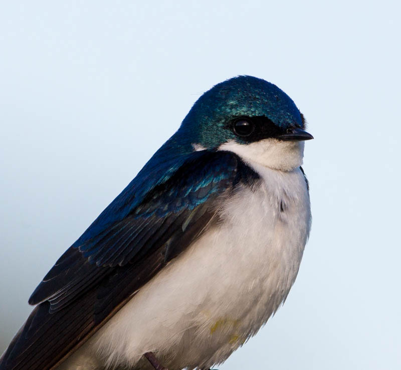 Tree Swallow