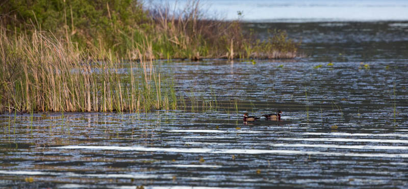 Wood Ducks