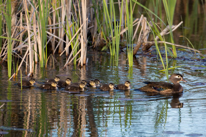 Wood Duck And Ducklings