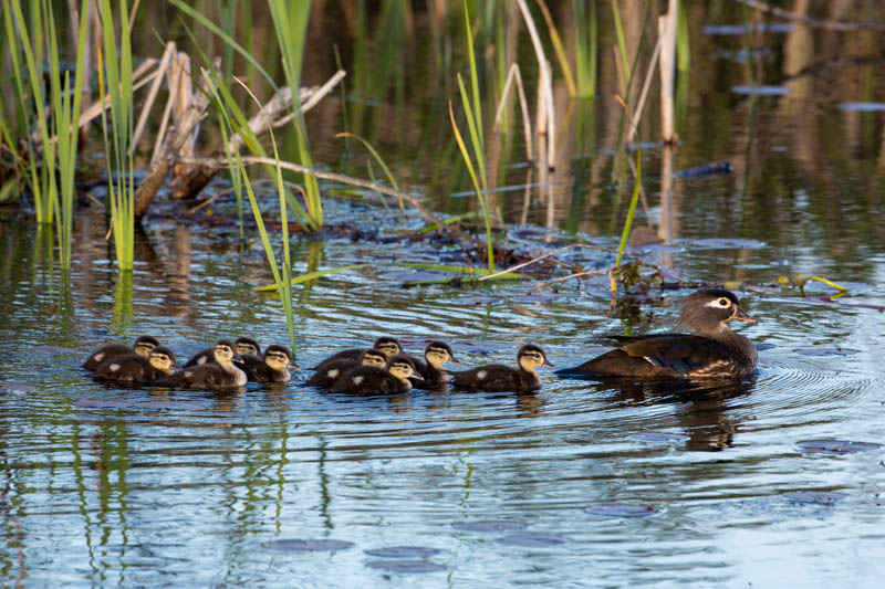 Wood Duck And Ducklings