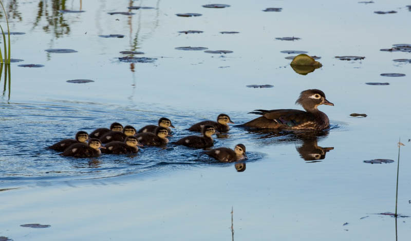 Wood Duck And Ducklings