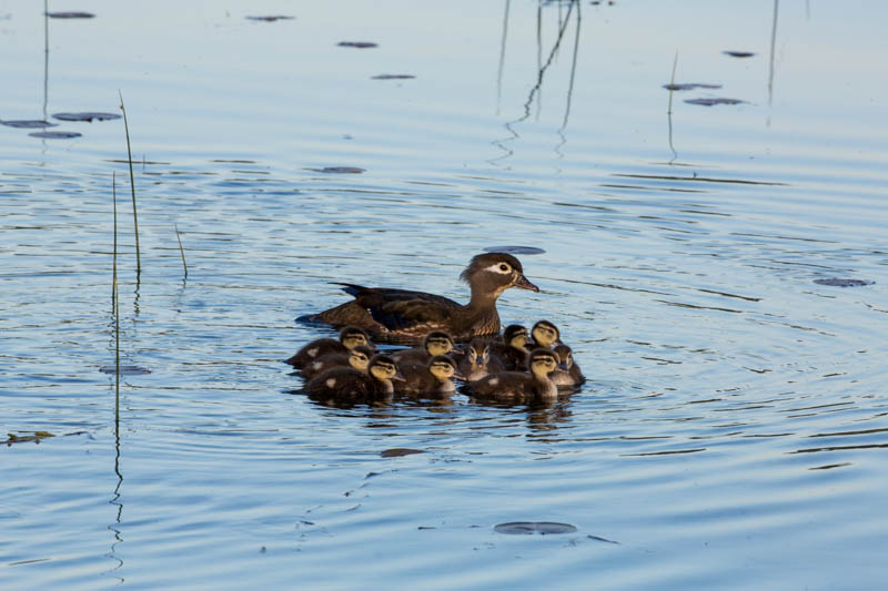 Wood Duck And Ducklings