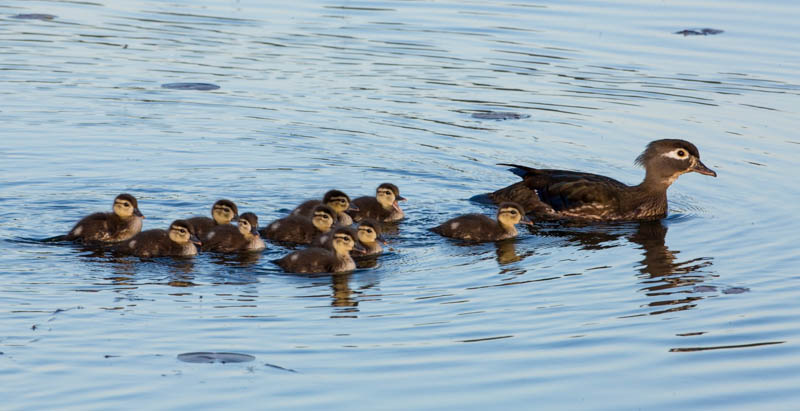 Wood Duck And Ducklings