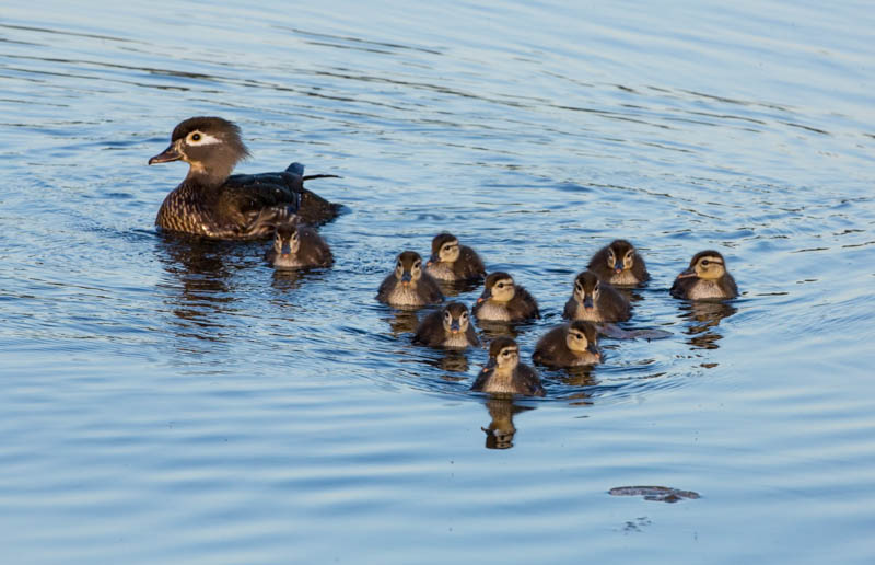 Wood Duck And Ducklings