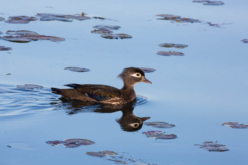 Wood Duck