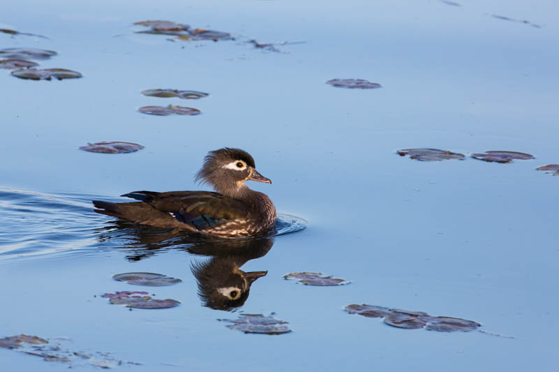 Wood Duck