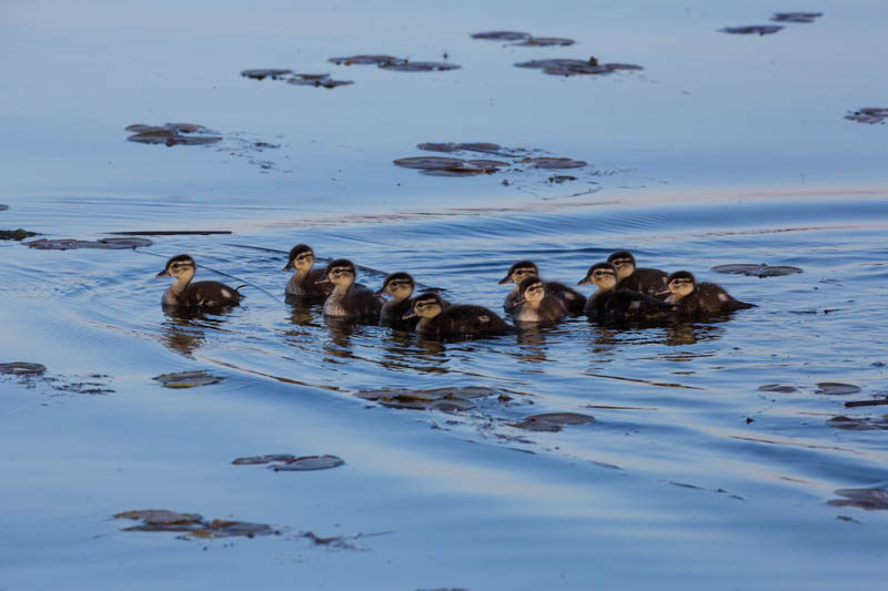 Wood Duck Ducklings