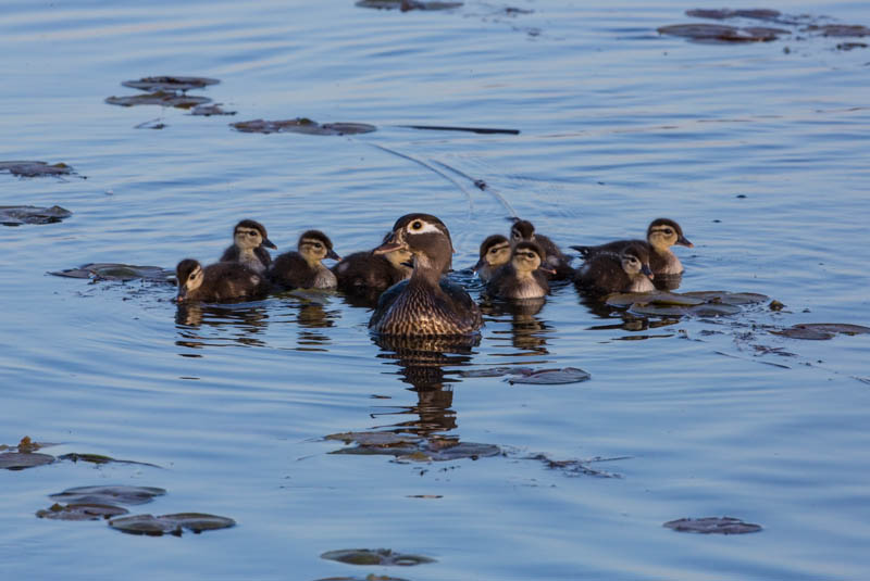 Wood Duck Ducklings