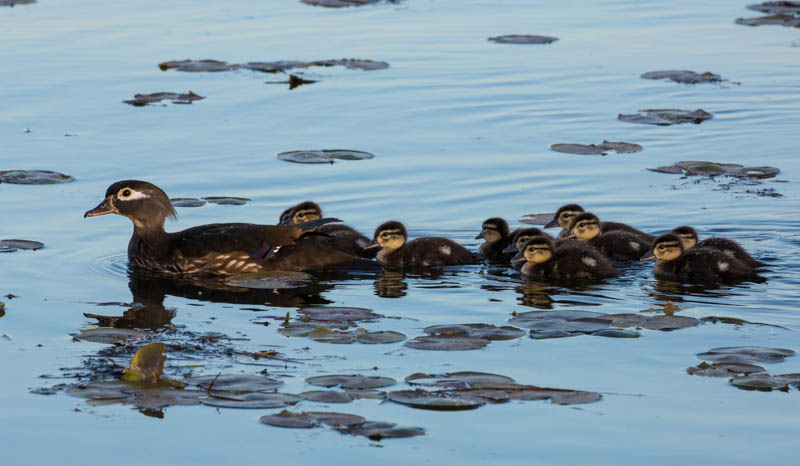 Wood Duck Ducklings