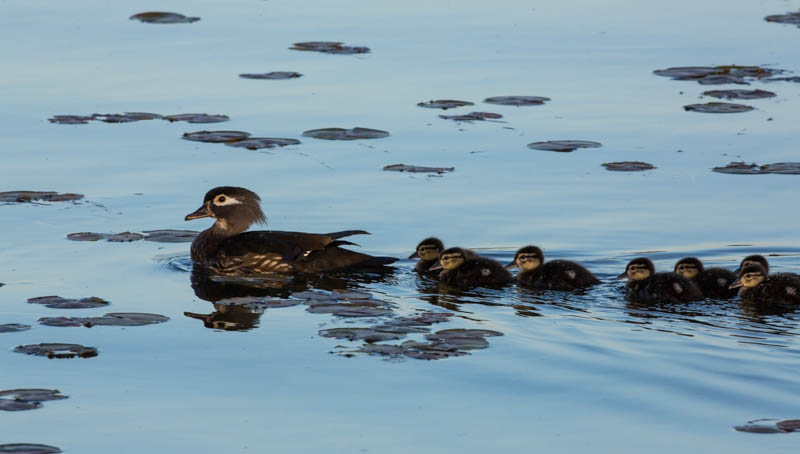 Wood Duck Ducklings