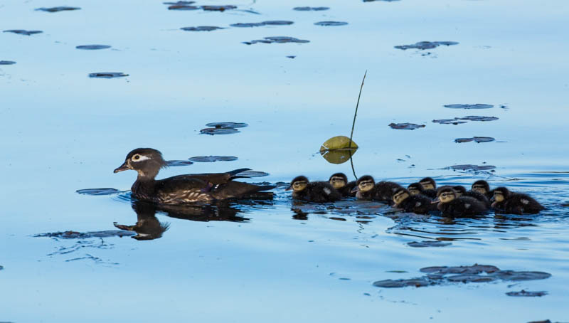 Wood Duck Ducklings