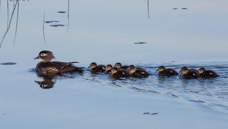 Wood Duck Ducklings