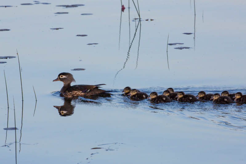 Wood Duck Ducklings