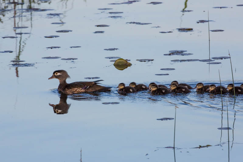 Wood Duck Ducklings