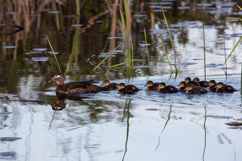 Wood Duck Ducklings