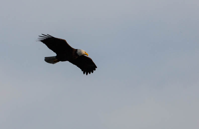 Bald Eagle