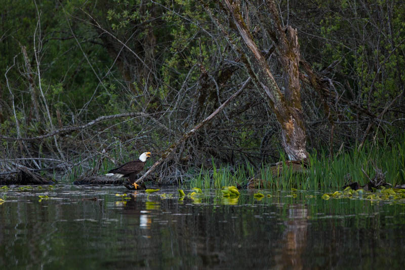 Bald Eagle