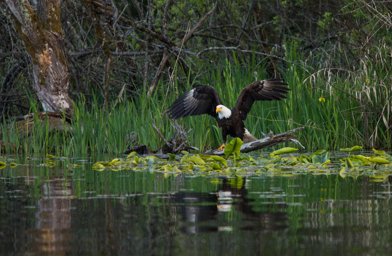 Bald Eagle