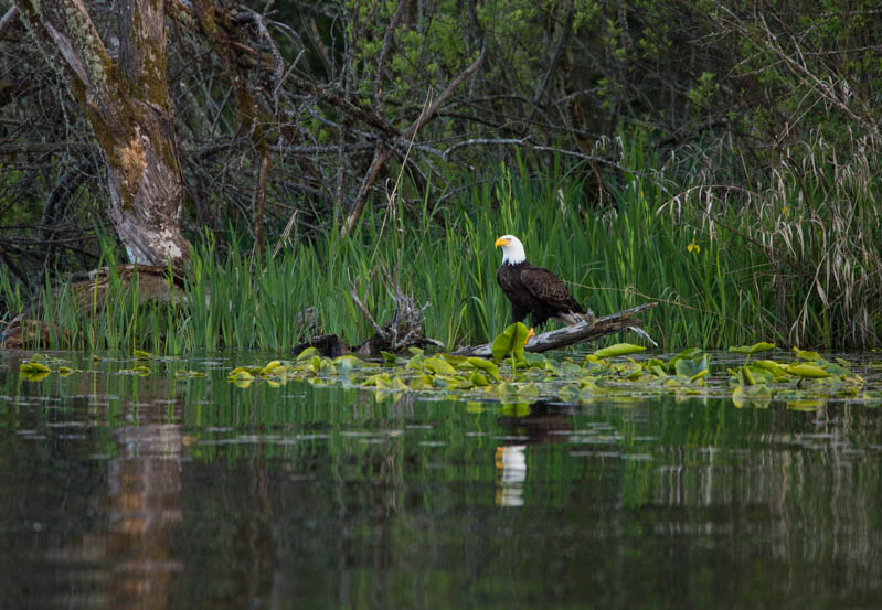 Bald Eagle