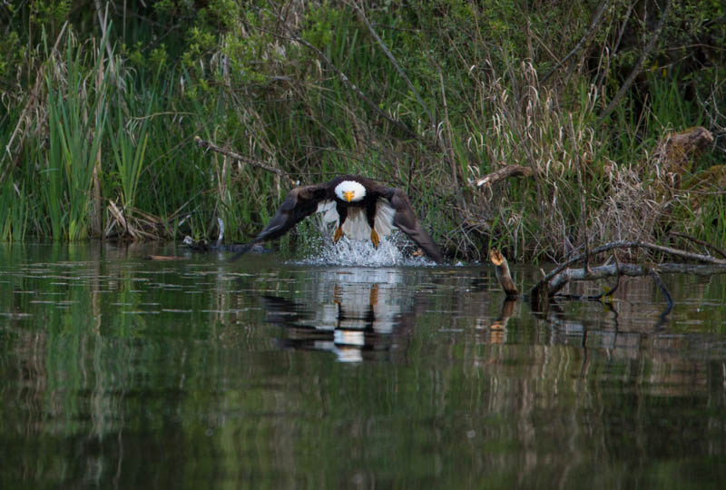 Bald Eagle