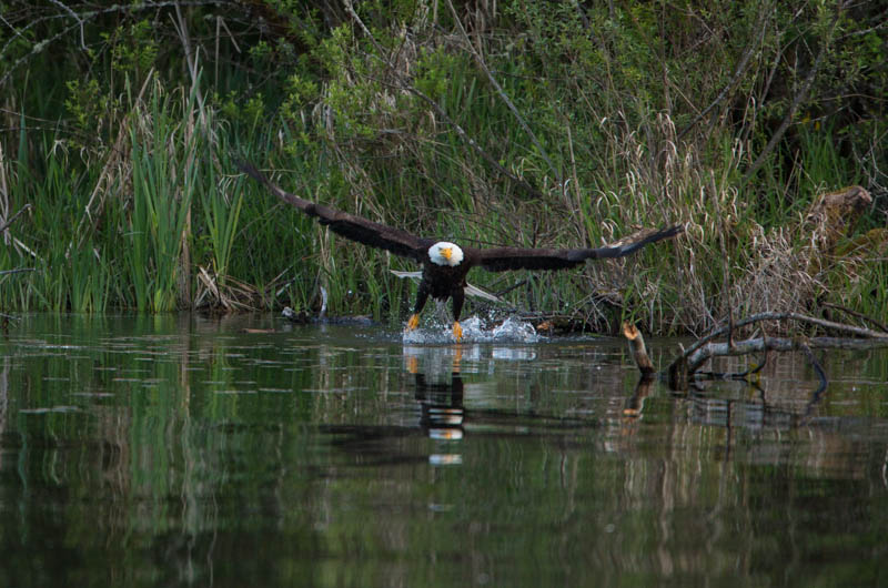 Bald Eagle