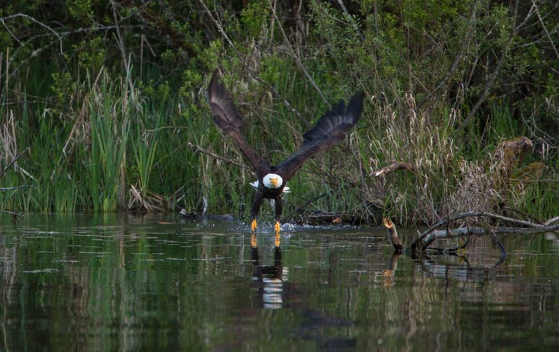 Bald Eagle