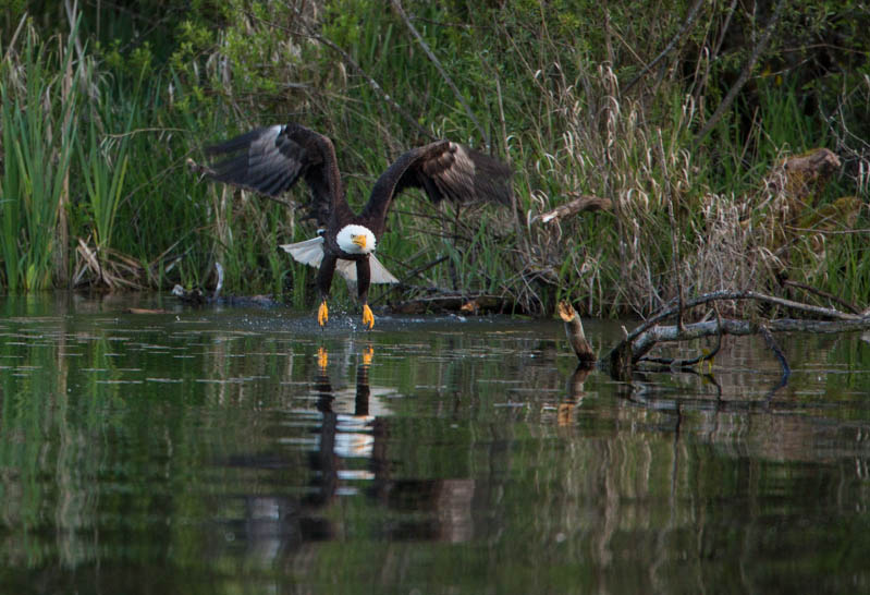 Bald Eagle