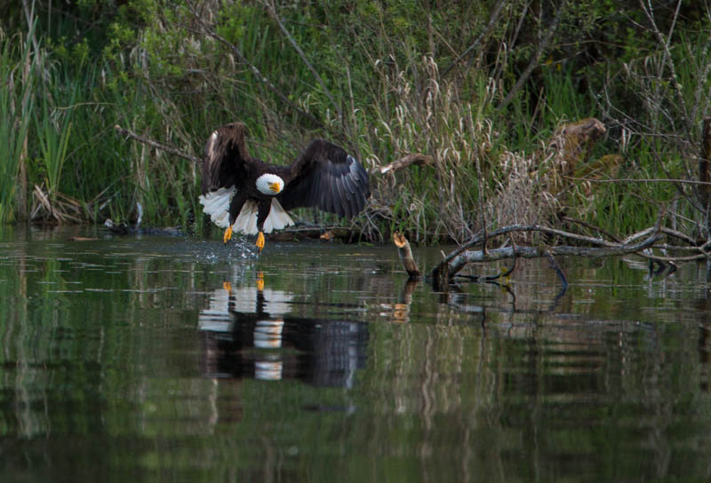 Bald Eagle