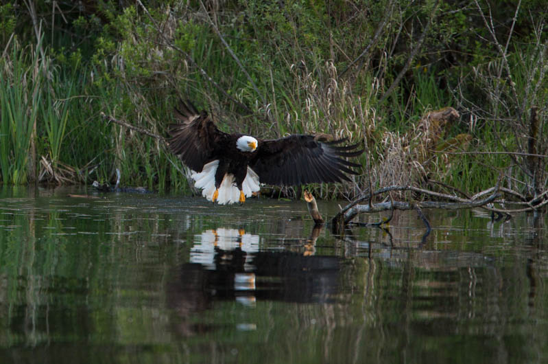 Bald Eagle