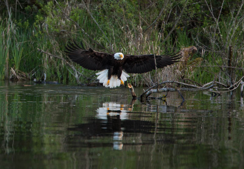 Bald Eagle