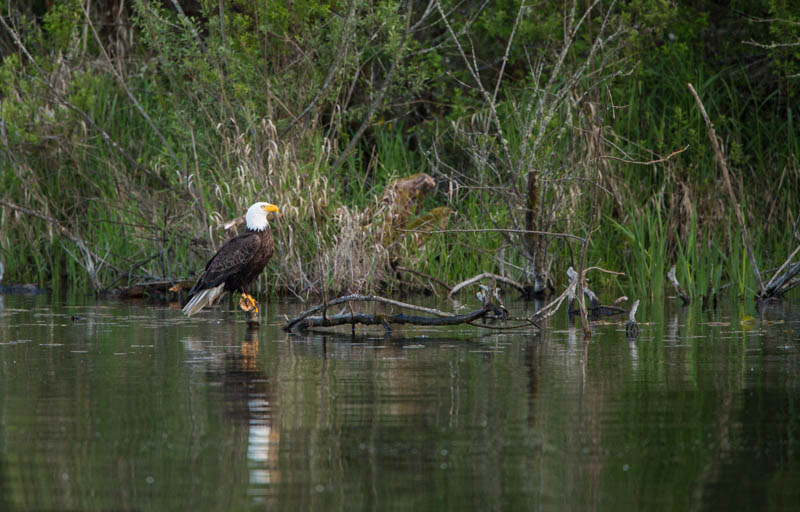 Bald Eagle