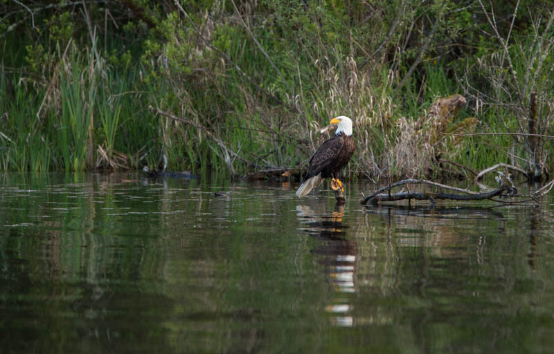 Bald Eagle