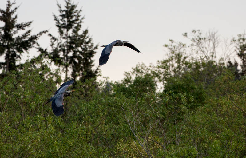 Great Blue Herons In Flight