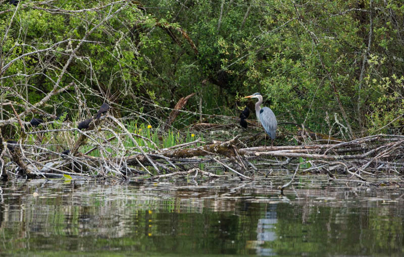 Great Blue Heron