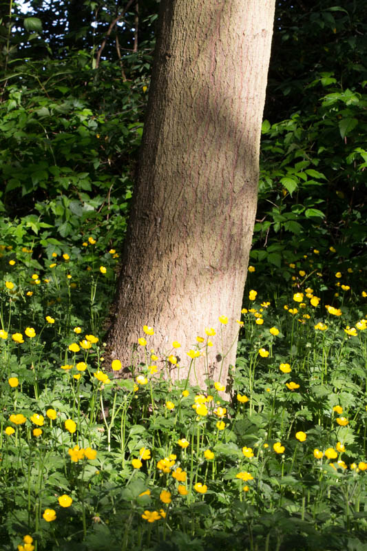 Buttercups And Tree Trunk