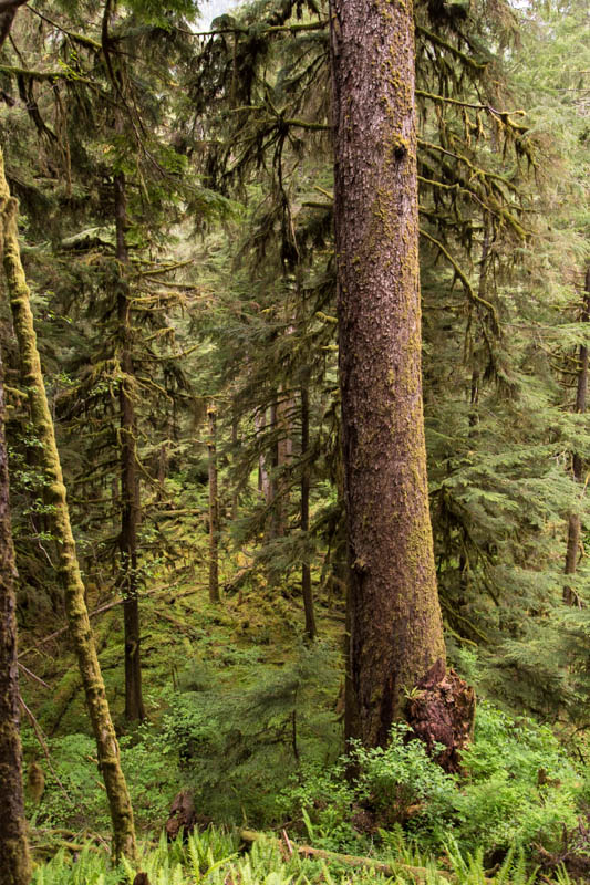 Temperate Rainforest