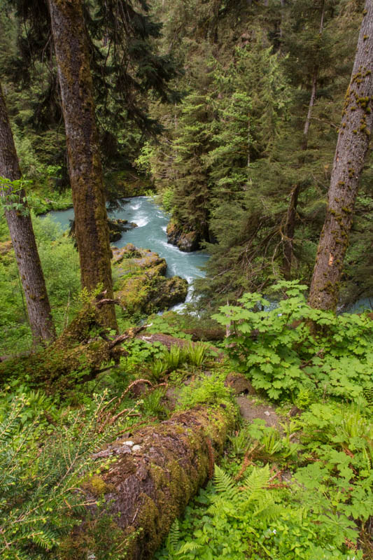 The Quinalt River