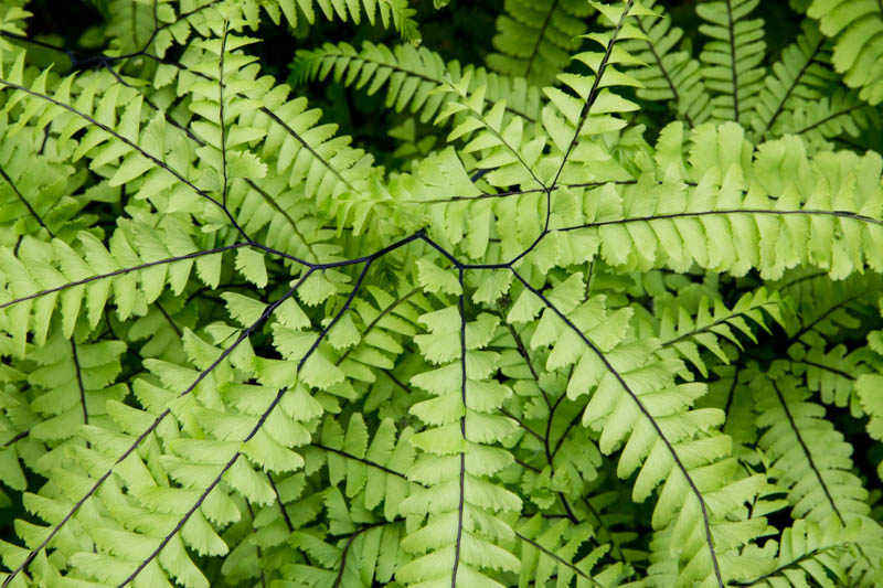 Maidenhead Fern Detail