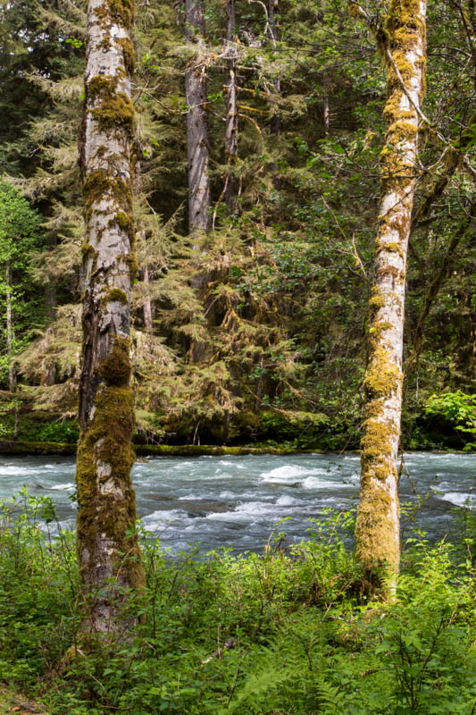 Trees Along The Quinalt River